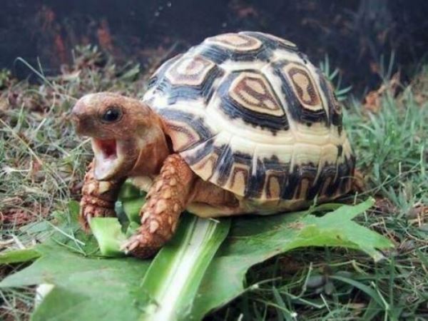 Фотографии, глядя на которые, понимаешь, что черепахи — это забавные и очаровательные существа (27 фото)