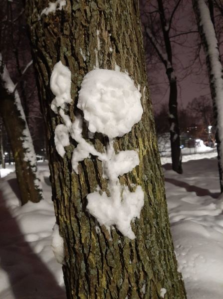Снежные барельефы на стволах деревьев в Перовском парке в Москве (16 фото)
