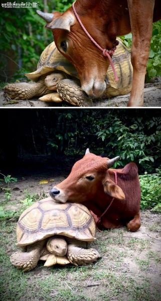 Фотографии, глядя на которые, понимаешь, что черепахи — это забавные и очаровательные существа (27 фото)
